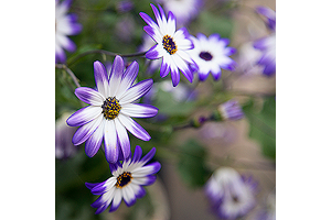 In Bloom